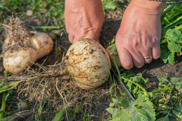Human hands cutting white freshly harvested turnip root with knife in garden