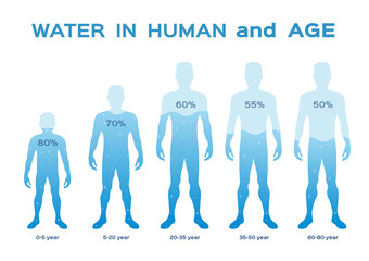 water level  level,in the human body and age vector / infographic