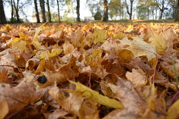 Yellow, orange autumn leaves in fall park