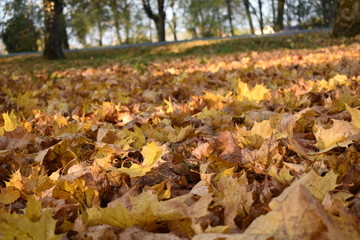 Yellow, orange autumn leaves in fall park