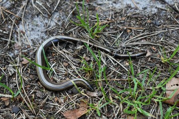 Dead slowworm (Anguis fragilis) lying on the ground