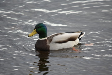 Male mallard swimming in water