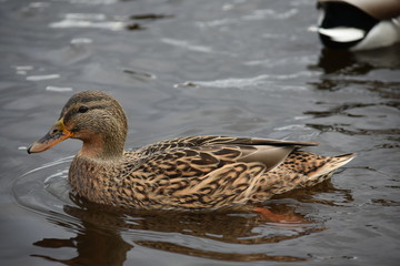 Female mallard swimming in water