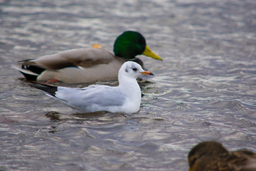 Common gull (Larus canus) swimming with mallards in background