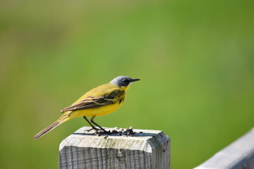 Yellow wagtail (Motacilla flava) standing on a pole