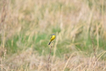 Yellow wagtail (Motacilla flava) standing on a branch meadow background