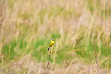 Yellow wagtail (Motacilla flava) standing on a branch meadow background