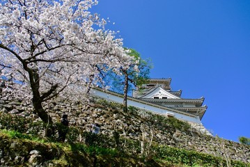 高知城の天守閣と桜