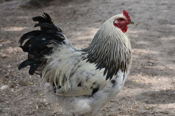 Beautiful adult chicken with black tail