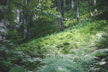 Glade of relic fern in the forest