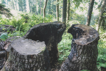 Lightning struck a stump in the forest