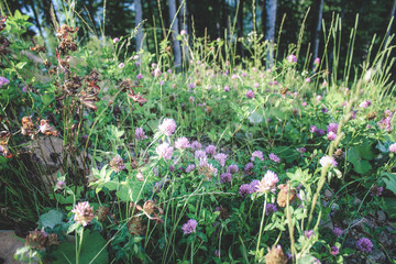 Forest glade of mountain clover