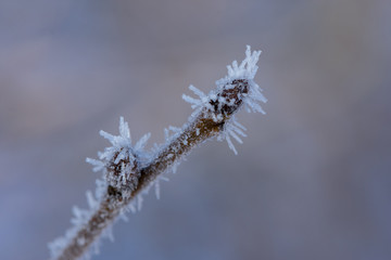 Frosty spring bud covered with frost