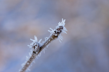Frosty spring bud covered with frost