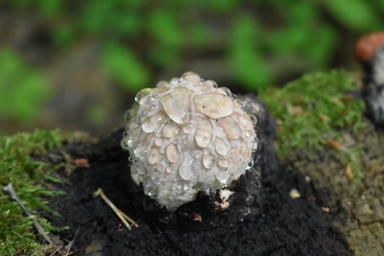 Puffball mushroom covered in raindrops forest background