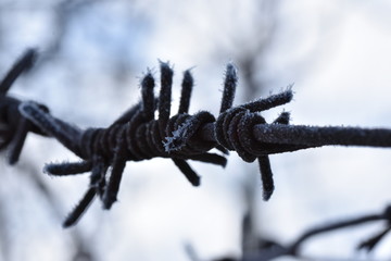 Piece of frosty barb wire