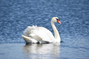 Beautiful white mute swan (Cygnus olor) swimming in blue water