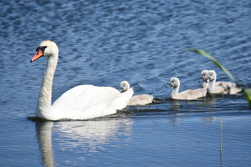 White mother swan swimming with little chicks