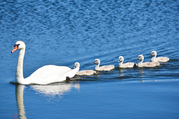 White mother swan swimming with little chicks