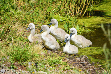 Beautiful little white swan chicks near water