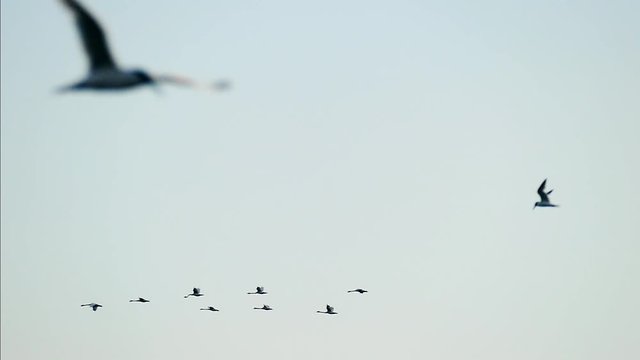 Birds fly south. Flock to copy space. Migration. Flock of wild birds in slow motion nature background.