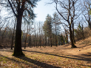 woddland city of Rovereto town in Trentino country Italy