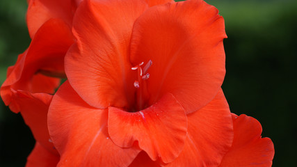 Flor naranja