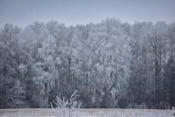 Naklejka premium Frosty white forest trees in winter