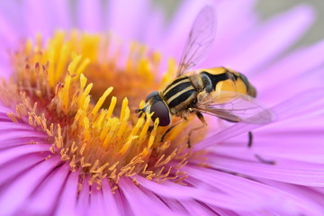 Hoverfly (eupeodes luniger) with big eyes feeding on a beautiful purple flower