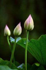 Beautiful lotus in the pond to be opened in summer