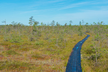 Green swamp landscape with wet wood footbridge