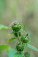 Green buds of greater burdock (Arctium lappa)