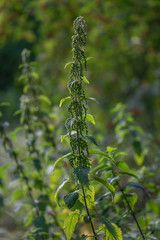 Single stinging nettle plant in front of green blurred stinging nettle background