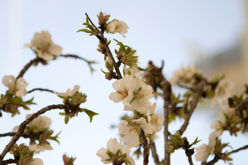 Rami di mandorlo in fiore in primavera