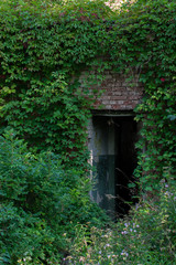 Fototapeta na wymiar Dark abandoned entrance of old brick building grown in green plants