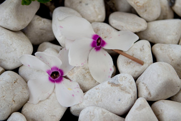 Fiori di orchidea su pietre bianche di fiume