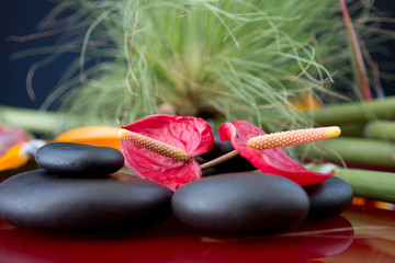 splenditi fiori su pietre nere con sfondo di rami di papiro verde © Niko1999