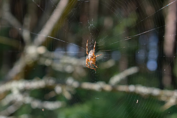 Large garden spider on spider web. Morning dew on a spider web.