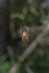 Large garden spider on spider web. Morning dew on a spider web.