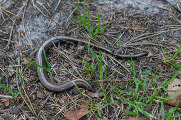 Dead slowworm (Anguis fragilis) lying on the ground
