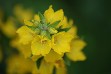 Campanillas amarillas