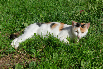 Tri color domestic cat sleeping in green grass.