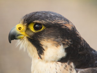 Peregrine Falcon Head Side on Pale Background