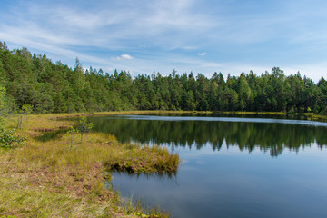 Landscape of beautiful bog lake with green forest and blue sky background.