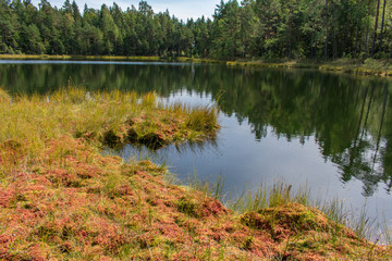Landscape of beautiful bog lake with green forest and blue sky background.