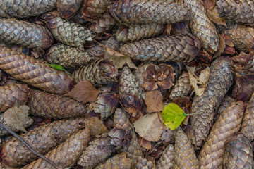 Single green and yellow birch autumn leave on brown spruce conifer cones. Autumn nature.