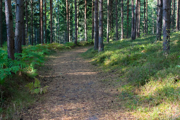 Mysterious, dark, green pathway road in the woods