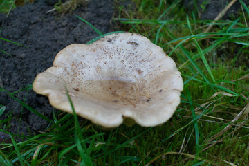 White mushroom with water on cap. Rain water collected in cap.