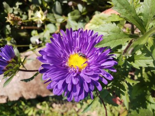 purple color gerbera in sunlight
