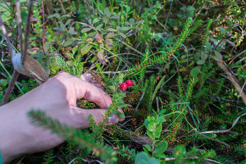 Hand picking fresh, red, ripe lingonberries (Vaccinium vitis-idaea) in green grass in a forest.